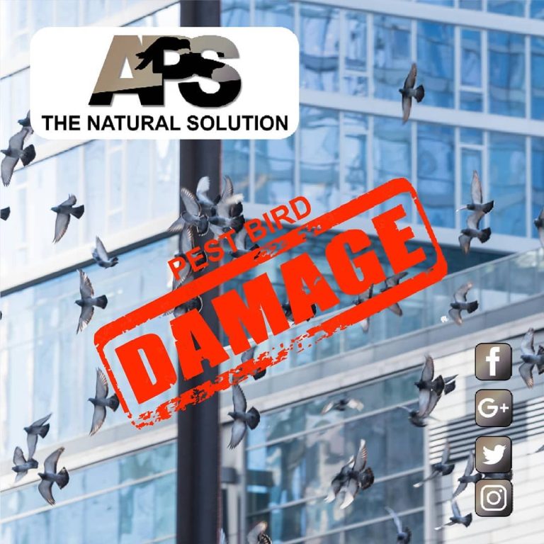 Instagram post from avian_pest_solutions. This post is in position 2.