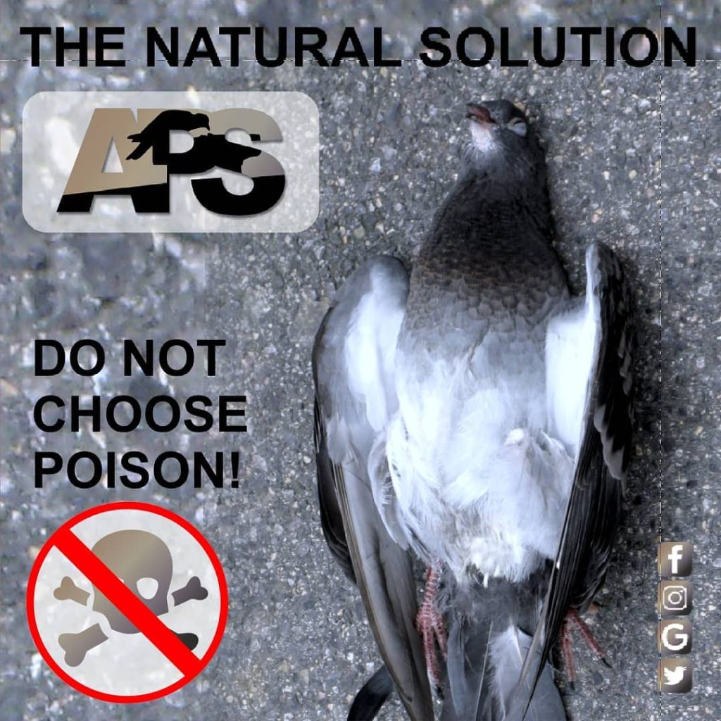 Instagram post from avian_pest_solutions. This post is in position 0.